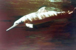 V argentině zaznamenala masovou smrt delfínů V argentině zaznamenala masovou smrt delfínů